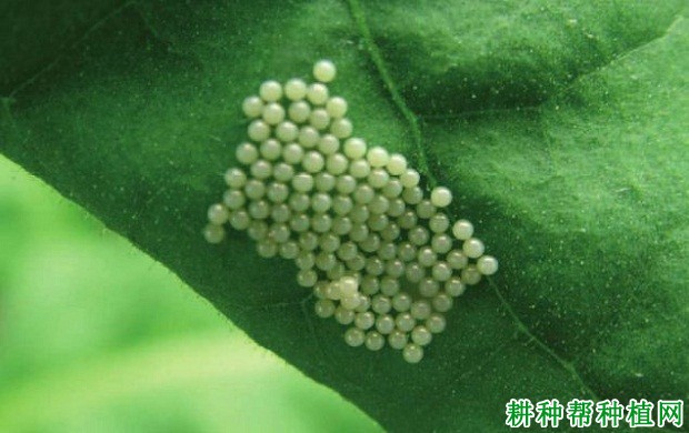 种植香蕉如何防治八点灰灯蛾? 种植香蕉如何防治八点灰灯蛾?