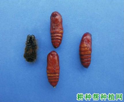 种植香蕉如何防治八点灰灯蛾? 种植香蕉如何防治八点灰灯蛾?