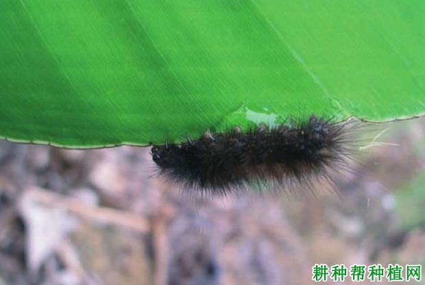 种植香蕉如何防治八点灰灯蛾? 种植香蕉如何防治八点灰灯蛾?