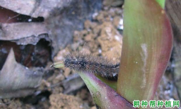 种植香蕉如何防治八点灰灯蛾? 种植香蕉如何防治八点灰灯蛾?
