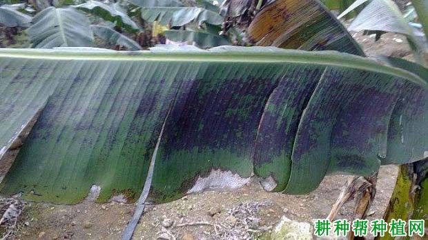 香蕉细菌性黑斑病如何防治? 香蕉细菌性黑斑病如何防治?