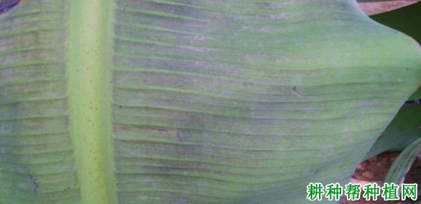香蕉细菌性黑斑病如何防治? 香蕉细菌性黑斑病如何防治?