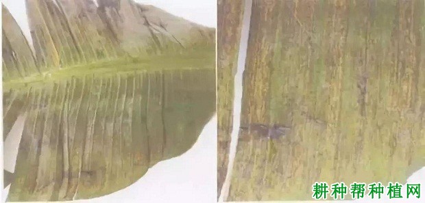 香蕉细菌性黑斑病如何防治? 香蕉细菌性黑斑病如何防治?