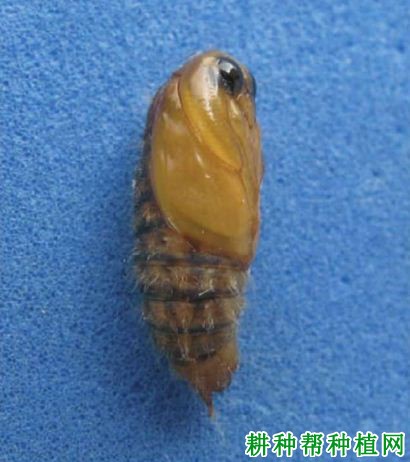 种植香蕉如何防治双线盗毒蛾? 种植香蕉如何防治双线盗毒蛾?