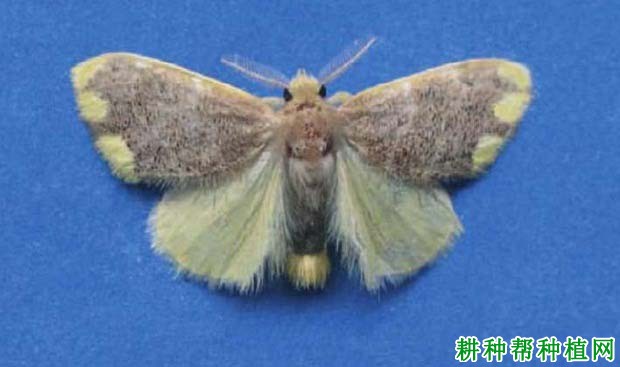 种植香蕉如何防治双线盗毒蛾? 种植香蕉如何防治双线盗毒蛾?