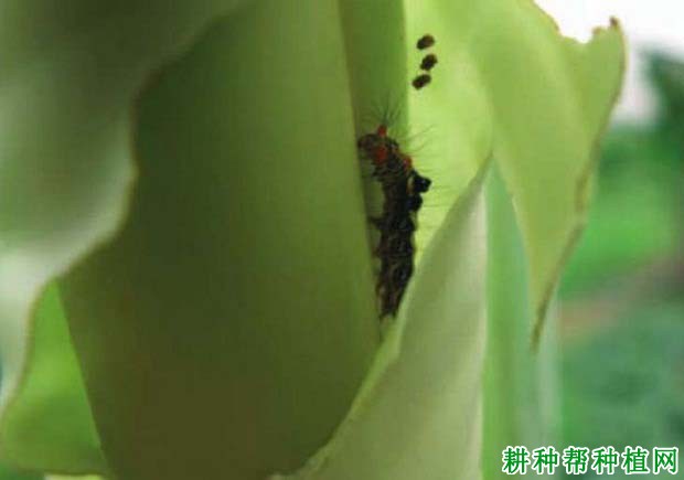 种植香蕉如何防治双线盗毒蛾? 种植香蕉如何防治双线盗毒蛾?
