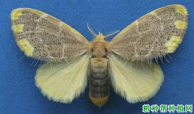 种植香蕉如何防治双线盗毒蛾? 种植香蕉如何防治双线盗毒蛾?