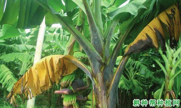 香蕉叶鞘F·B病如何防治? 香蕉叶鞘F·B病如何防治?