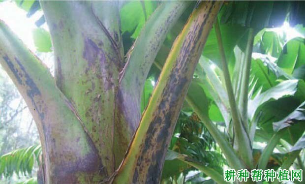 香蕉叶鞘F·B病如何防治? 香蕉叶鞘F·B病如何防治?