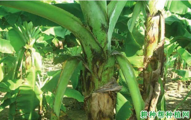 香蕉叶鞘F·B病如何防治? 香蕉叶鞘F·B病如何防治?