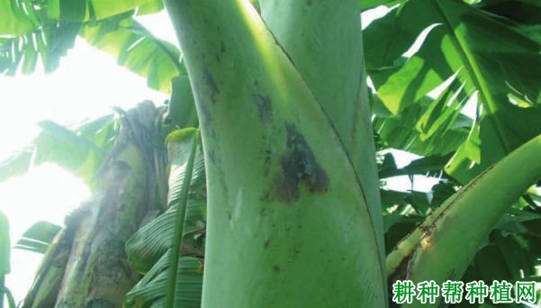 香蕉叶鞘F·B病如何防治? 香蕉叶鞘F·B病如何防治?