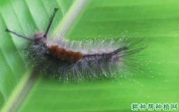 种植香蕉如何防治香蕉茸毒蛾? 种植香蕉如何防治香蕉茸毒蛾?