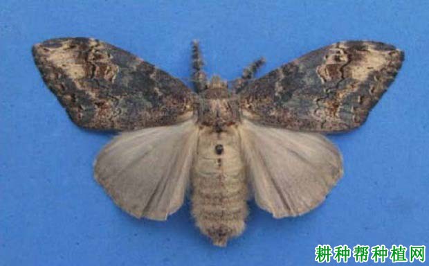 种植香蕉如何防治香蕉茸毒蛾? 种植香蕉如何防治香蕉茸毒蛾?