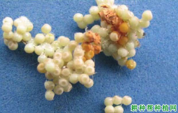 种植香蕉如何防治香蕉茸毒蛾? 种植香蕉如何防治香蕉茸毒蛾?