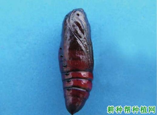 种植香蕉如何防治斜纹夜蛾? 种植香蕉如何防治斜纹夜蛾?