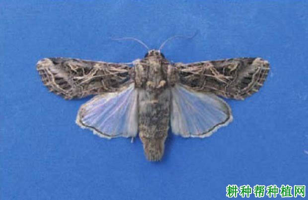 种植香蕉如何防治斜纹夜蛾? 种植香蕉如何防治斜纹夜蛾?