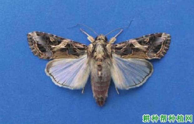 种植香蕉如何防治斜纹夜蛾? 种植香蕉如何防治斜纹夜蛾?