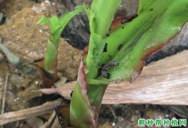 种植香蕉如何防治斜纹夜蛾? 种植香蕉如何防治斜纹夜蛾?