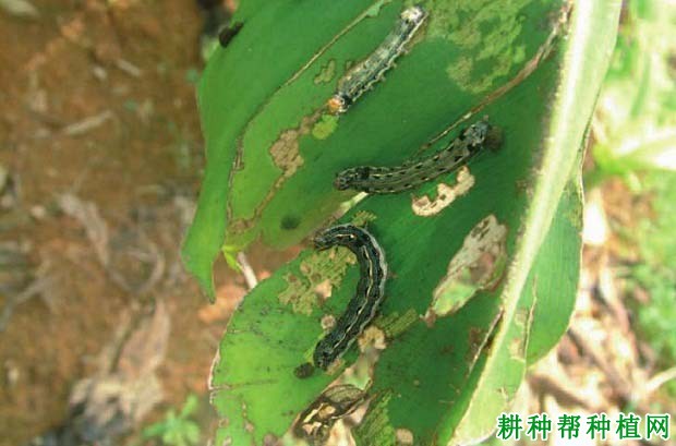 种植香蕉如何防治斜纹夜蛾? 种植香蕉如何防治斜纹夜蛾?