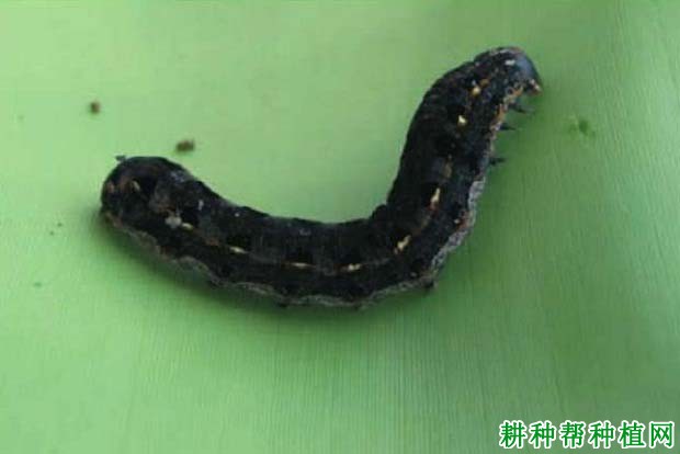 种植香蕉如何防治斜纹夜蛾? 种植香蕉如何防治斜纹夜蛾?