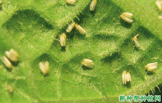 种植香蕉如何防治白粉虱? 种植香蕉如何防治白粉虱?