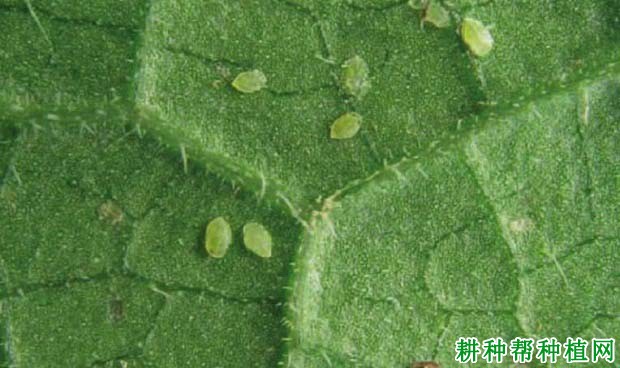 种植香蕉如何防治白粉虱? 种植香蕉如何防治白粉虱?