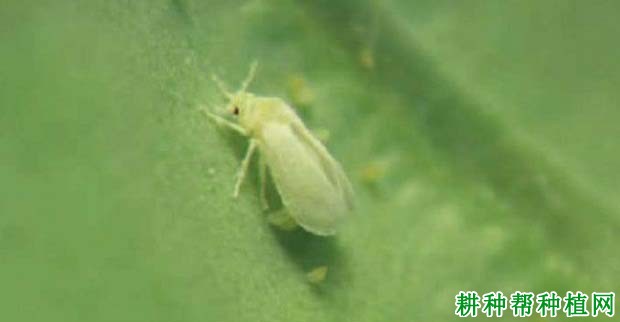 种植香蕉如何防治白粉虱? 种植香蕉如何防治白粉虱?