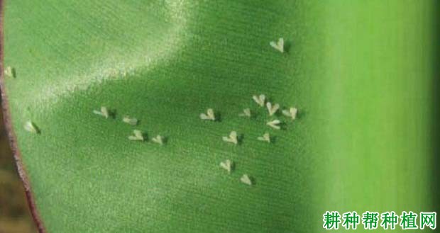 种植香蕉如何防治白粉虱? 种植香蕉如何防治白粉虱?
