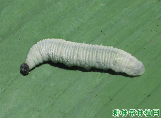 种植香蕉如何防治黄斑蕉弄蝶? 种植香蕉如何防治黄斑蕉弄蝶?