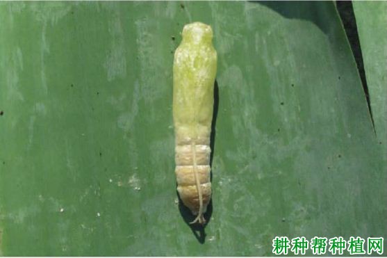 种植香蕉如何防治黄斑蕉弄蝶? 种植香蕉如何防治黄斑蕉弄蝶?