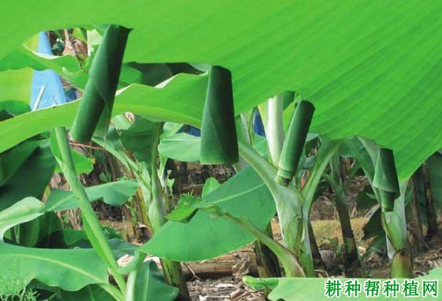 种植香蕉如何防治黄斑蕉弄蝶? 种植香蕉如何防治黄斑蕉弄蝶?
