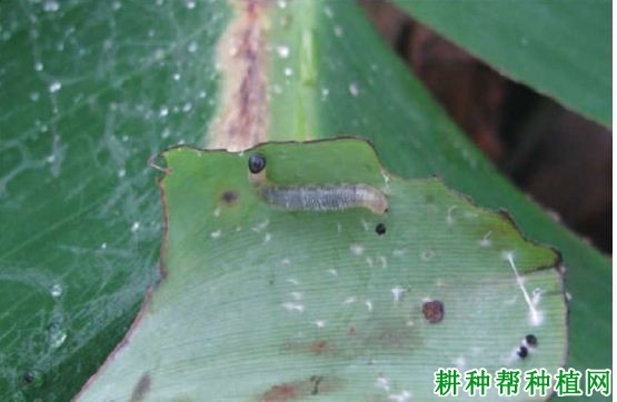 种植香蕉如何防治黄斑蕉弄蝶? 种植香蕉如何防治黄斑蕉弄蝶?
