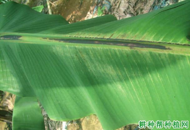 香蕉条纹病毒病如何防治? 香蕉条纹病毒病如何防治?