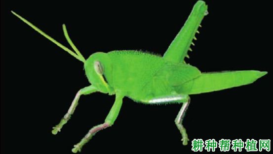 种植香蕉如何防治棉蝗? 种植香蕉如何防治棉蝗?