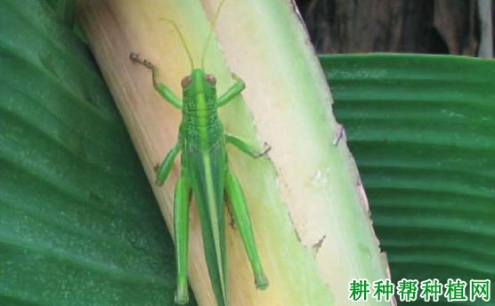 种植香蕉如何防治棉蝗? 种植香蕉如何防治棉蝗?