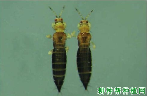 种植香蕉如何防治黄胸蓟马？