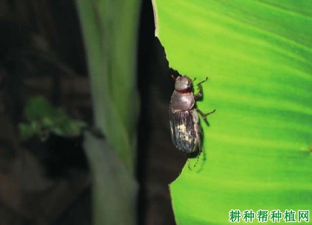 种植香蕉如何防治大头霉鳃金龟? 种植香蕉如何防治大头霉鳃金龟?