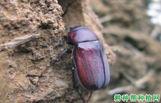种植香蕉如何防治大头霉鳃金龟? 种植香蕉如何防治大头霉鳃金龟?