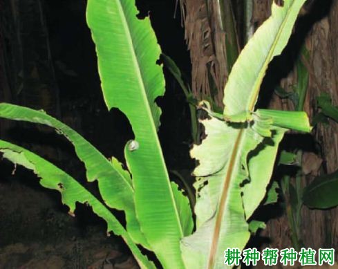 种植香蕉如何防治大头霉鳃金龟? 种植香蕉如何防治大头霉鳃金龟?