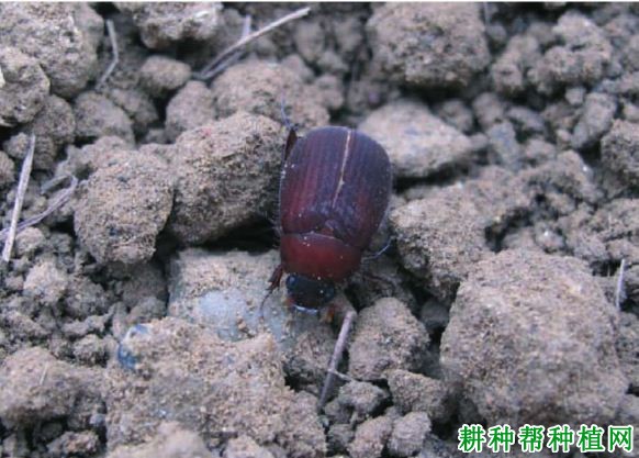 种植香蕉如何防治东方金龟子? 种植香蕉如何防治东方金龟子?