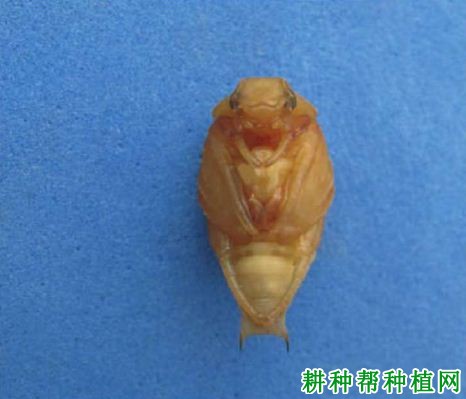 种植香蕉如何防治东方金龟子? 种植香蕉如何防治东方金龟子?