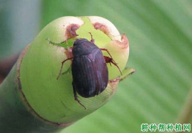 种植香蕉如何防治东方金龟子? 种植香蕉如何防治东方金龟子?
