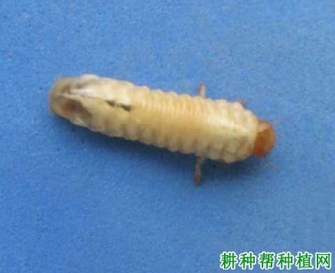 种植香蕉如何防治东方金龟子? 种植香蕉如何防治东方金龟子?