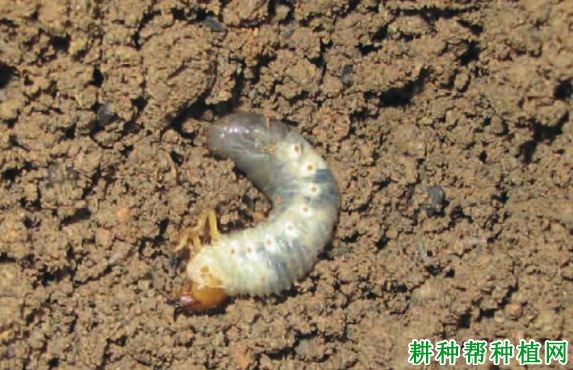 种植香蕉如何防治紫黑丽金龟? 种植香蕉如何防治紫黑丽金龟?