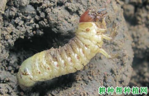 种植香蕉如何防治紫黑丽金龟? 种植香蕉如何防治紫黑丽金龟?