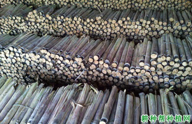 种植甘蔗前蔗种如何处理? 种植甘蔗前蔗种如何处理?