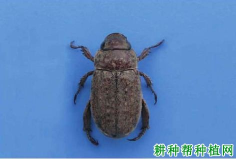 种植香蕉如何防治中华喙丽金龟? 种植香蕉如何防治中华喙丽金龟?