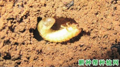 种植香蕉如何防治中华喙丽金龟? 种植香蕉如何防治中华喙丽金龟?