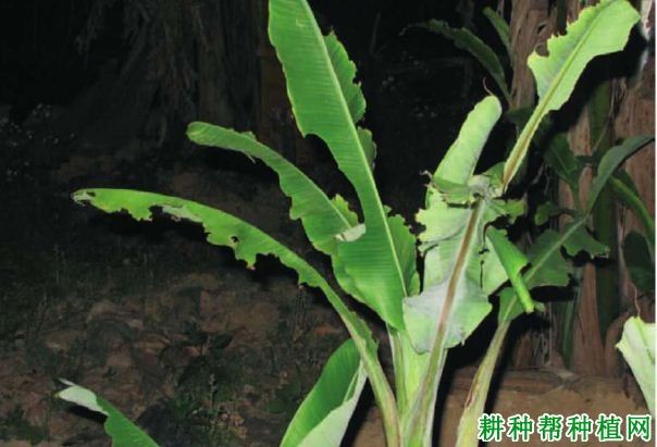 种植香蕉如何防治中华喙丽金龟? 种植香蕉如何防治中华喙丽金龟?