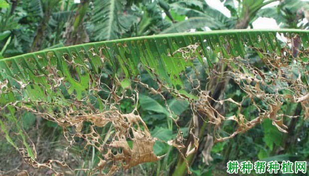 种植香蕉如何防治中华喙丽金龟? 种植香蕉如何防治中华喙丽金龟?